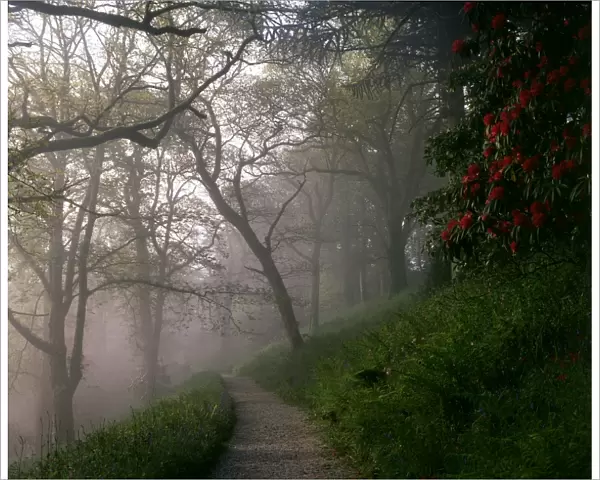 Woodland path in the mist, Lanhydrock House, Cornwall