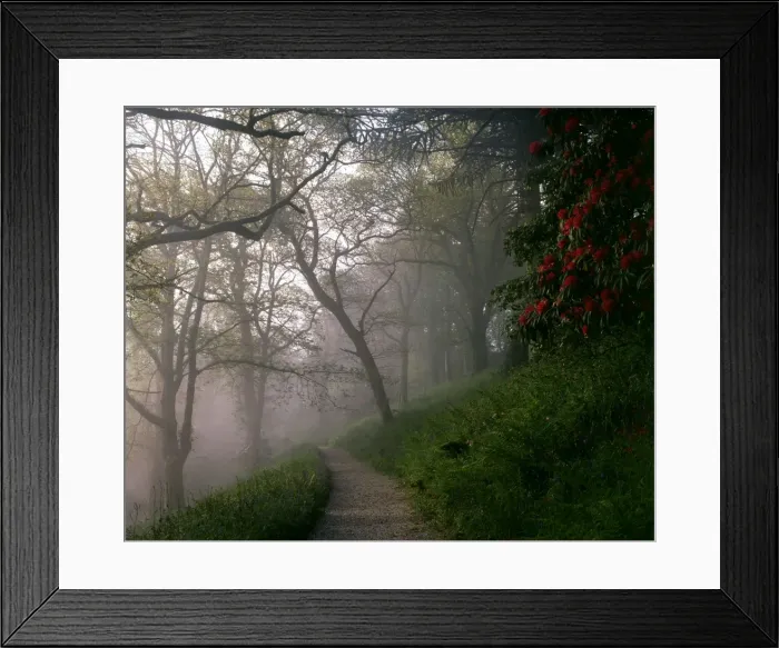 Framed Print : Woodland path in the mist, Lanhydrock House, Cornwall Framed Print : Woodland path in the mist, Lanhydrock House, Cornwall