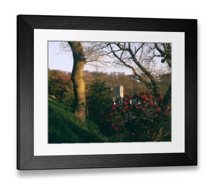Framed Print : Rhododendrons and Lanhydrock Church, Cornwall