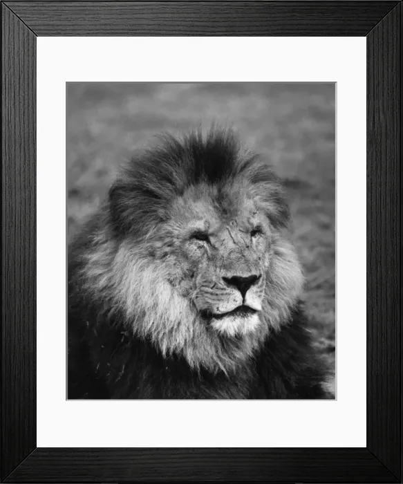 Framed Print : Lion in repose Framed Print : Lion in repose