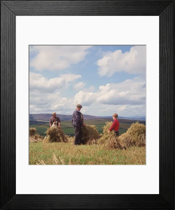 Framed Print : Stooking corn, Exmoor, near Porlock, Somerset Framed Print : Stooking corn, Exmoor, near Porlock, Somerset