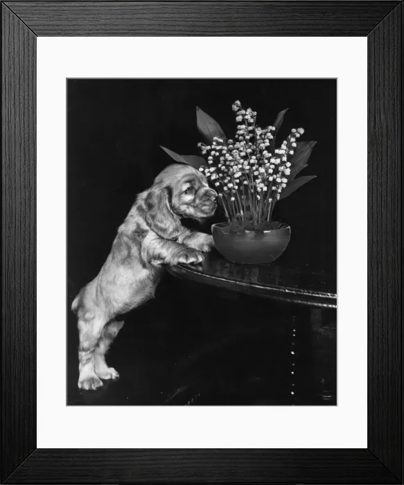 Framed Print : Susi - sniffing flowers Framed Print : Susi - sniffing flowers