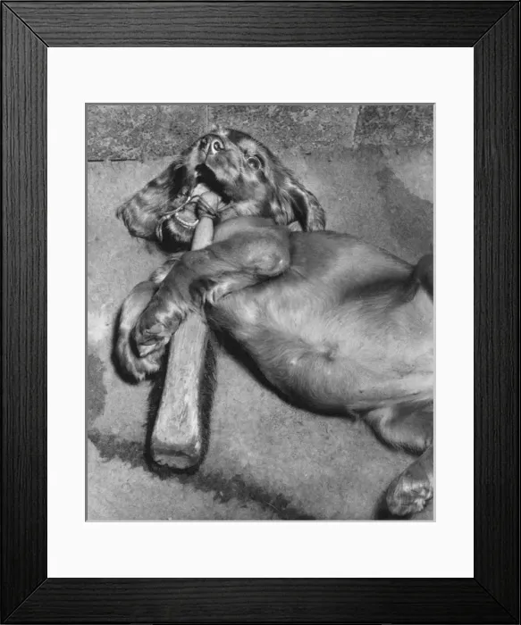 Framed Print : Susi - chewing a brush