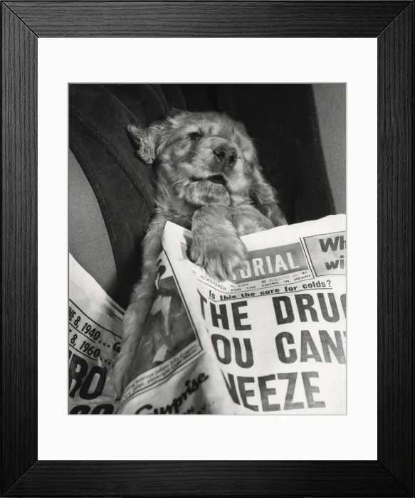 Framed Print : Susi - with newspaper