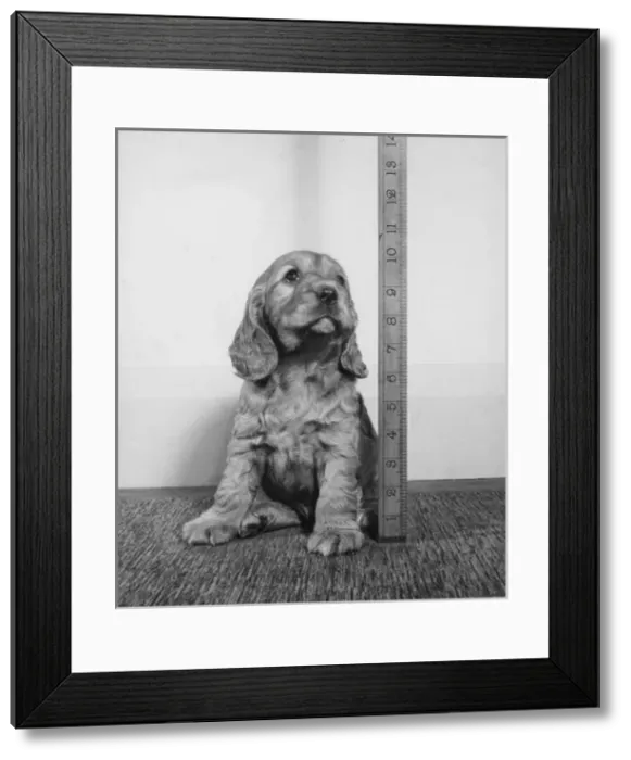 Framed Print : Susi - having her height measured Framed Print : Susi - having her height measured
