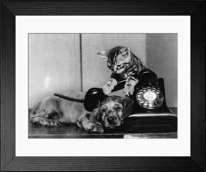 Framed Print : Susi - with kitten and telephone Framed Print : Susi - with kitten and telephone