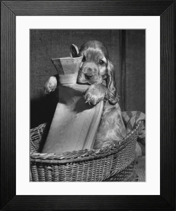 Framed Print : Susi - in basket with hot water bottle Framed Print : Susi - in basket with hot water bottle
