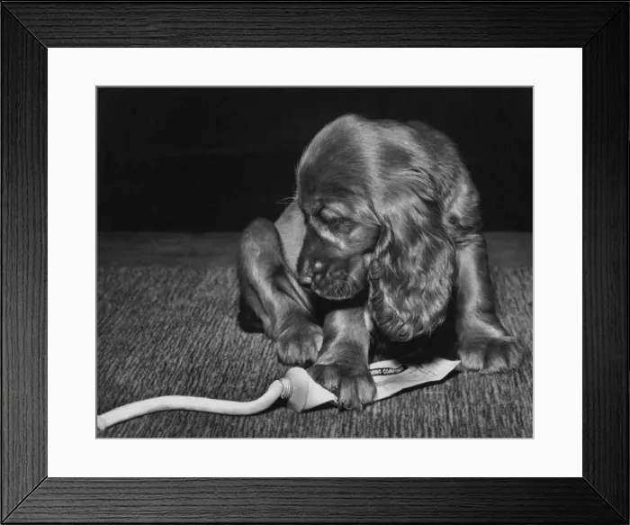 Framed Print : Susi - squeezing toothpaste Framed Print : Susi - squeezing toothpaste