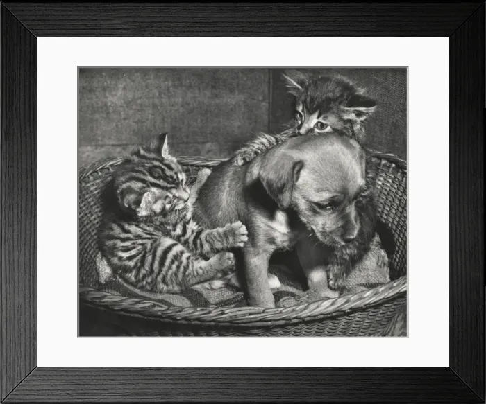 Framed Print : Susi - with tabby cat and kitten Framed Print : Susi - with tabby cat and kitten