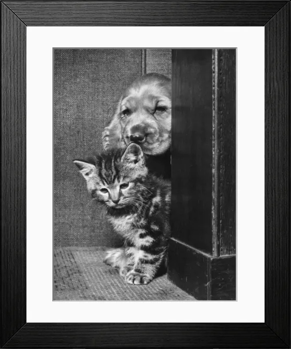 Framed Print : Susi - with kitten Framed Print : Susi - with kitten