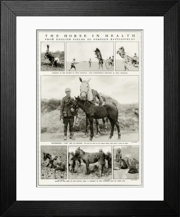 Framed Print : Mules and horses during WWI Framed Print : Mules and horses during WWI