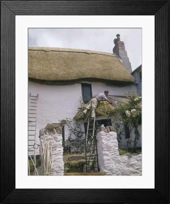 Framed Print : Man at work thatching a cottage roof, West Country Framed Print : Man at work thatching a cottage roof, West Country