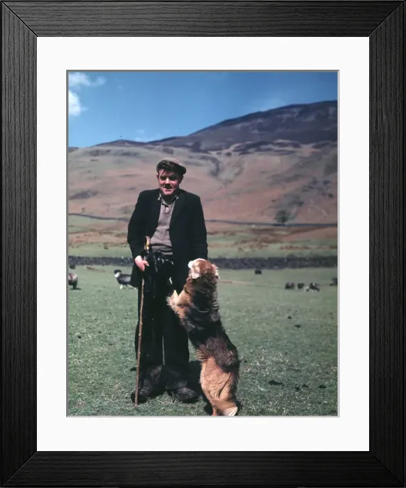 Framed Print : Shepherd and his dog, Cumberland Framed Print : Shepherd and his dog, Cumberland