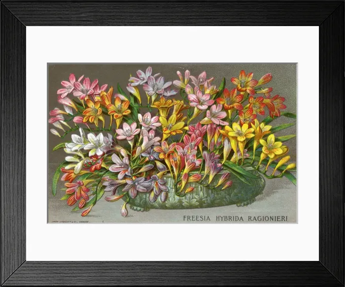 Framed Print : A Champion Hybrid Freesia (Ragionieri) from the Antibes Framed Print : A Champion Hybrid Freesia (Ragionieri) from the Antibes