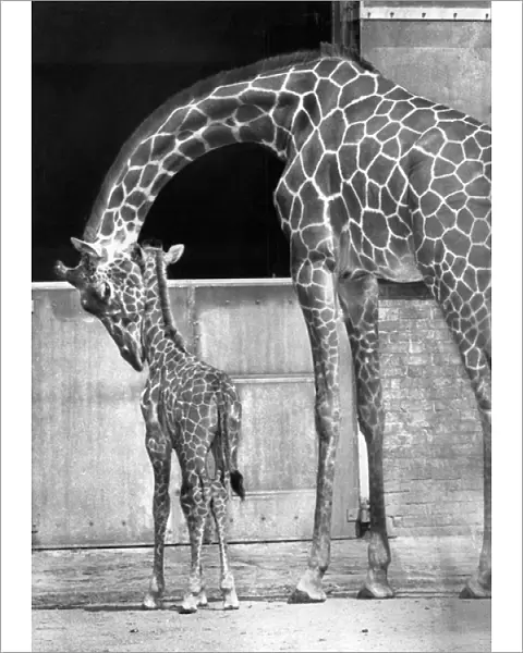 Mother and baby giraffe in a zoo