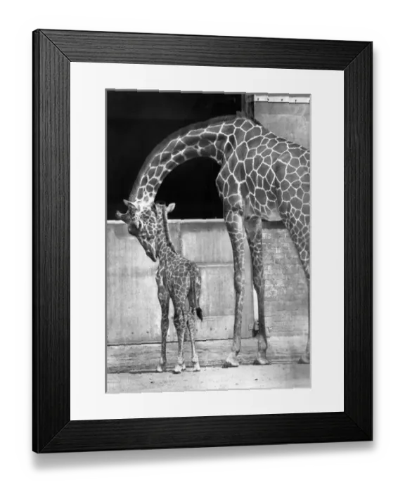 Framed Print : Mother and baby giraffe in a zoo Framed Print : Mother and baby giraffe in a zoo