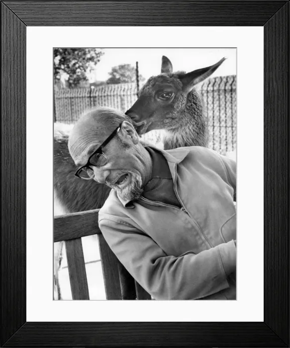 Framed Print : Man at a zoo receives unexpected attention Framed Print : Man at a zoo receives unexpected attention
