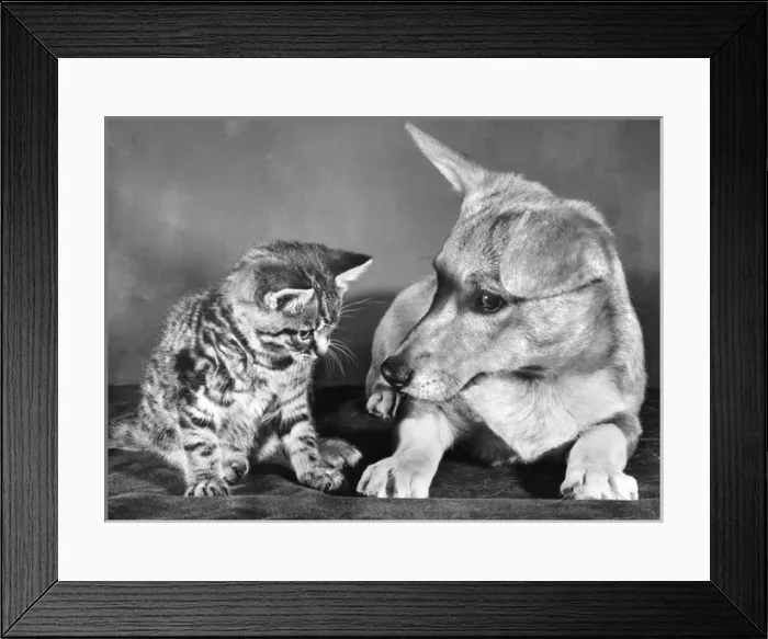 Framed Print : Tabby kitten and a Corgi dog Framed Print : Tabby kitten and a Corgi dog
