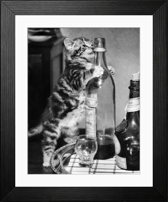 Framed Print : Tabby kitten with drinks tray Framed Print : Tabby kitten with drinks tray