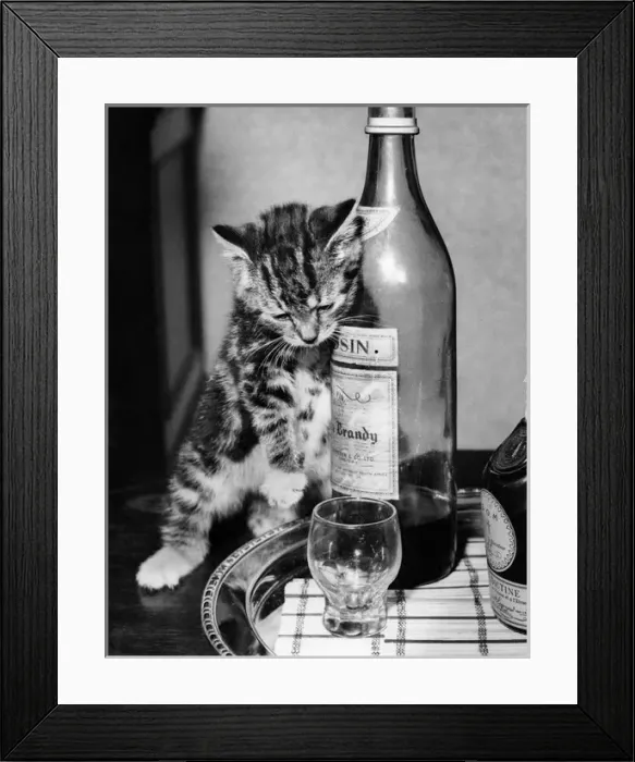 Framed Print : Tabby kitten with drinks tray Framed Print : Tabby kitten with drinks tray
