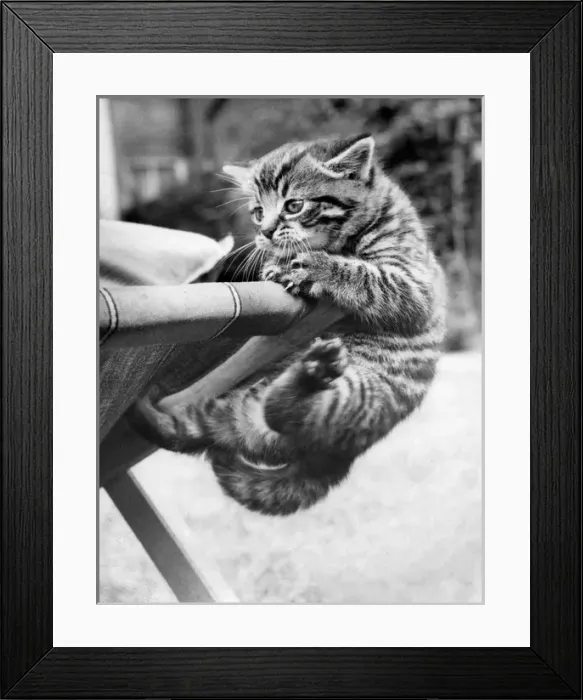 Framed Print : Tabby kitten and deckchair Framed Print : Tabby kitten and deckchair