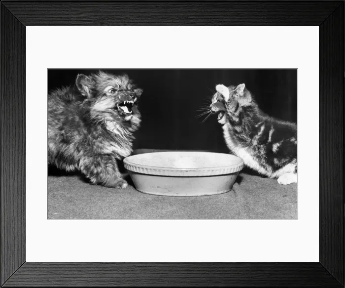 Framed Print : Dog and cat with a bowl
