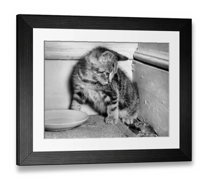 Framed Print : Kitten and mouse in the corner of a room Framed Print : Kitten and mouse in the corner of a room