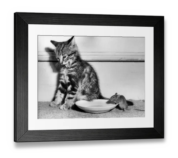 Framed Print : Tabby kitten, mouse and saucer Framed Print : Tabby kitten, mouse and saucer