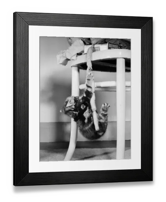 Framed Print : Tabby kitten with string of sausages Framed Print : Tabby kitten with string of sausages
