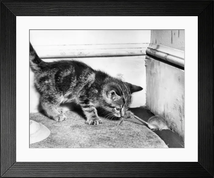 Framed Print : Kitten and mouse in the corner of a room Framed Print : Kitten and mouse in the corner of a room