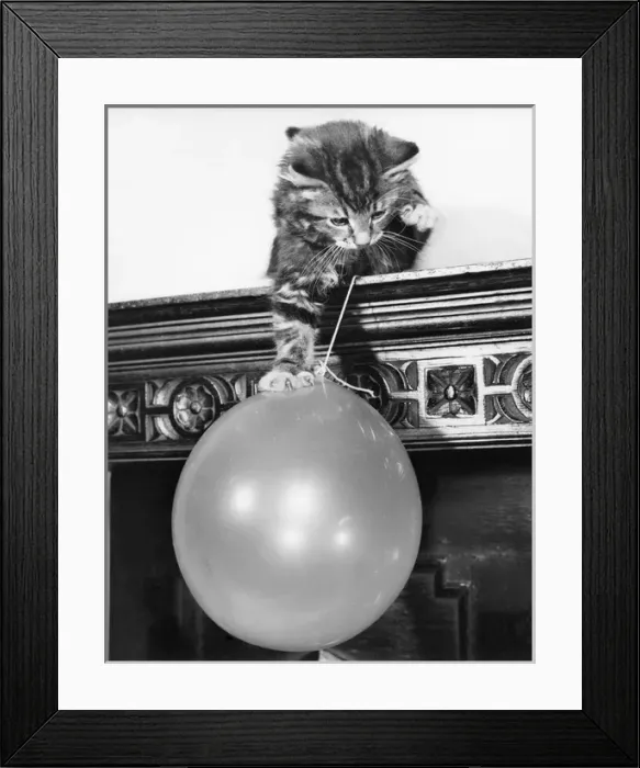 Framed Print : Tabby kitten and balloon Framed Print : Tabby kitten and balloon