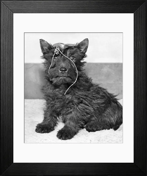 Framed Print : Scots terrier with a burst balloon on its head Framed Print : Scots terrier with a burst balloon on its head
