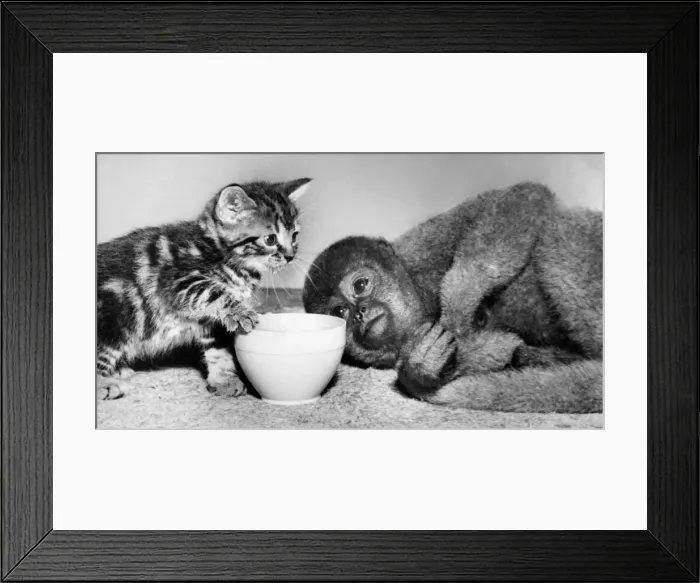 Framed Print : Tabby kitten and woolly monkey Framed Print : Tabby kitten and woolly monkey