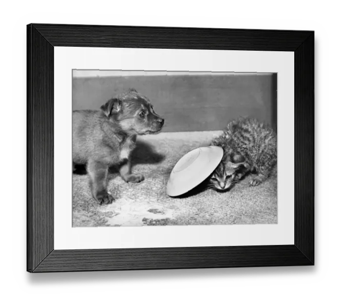 Framed Print : Puppy and kitten with saucer Framed Print : Puppy and kitten with saucer