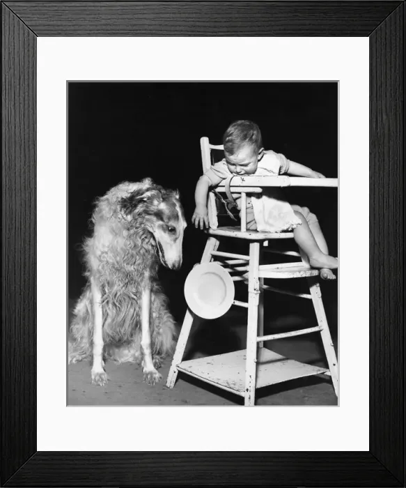 Framed Print : Afghan hound with baby in highchair Framed Print : Afghan hound with baby in highchair