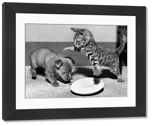 Puppy and kitten with saucer