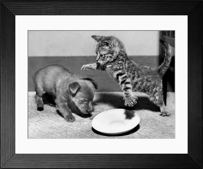 Framed Print : Puppy and kitten with saucer Framed Print : Puppy and kitten with saucer