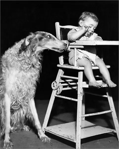 Afghan hound with baby in highchair