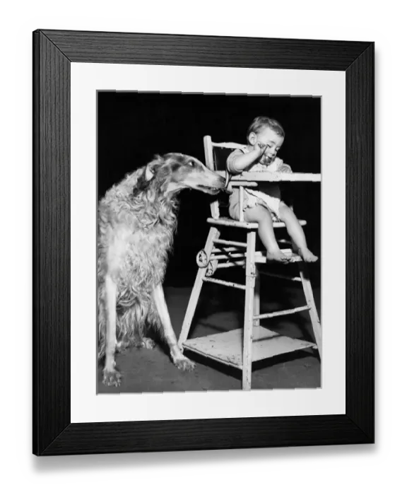 Framed Print : Afghan hound with baby in highchair Framed Print : Afghan hound with baby in highchair