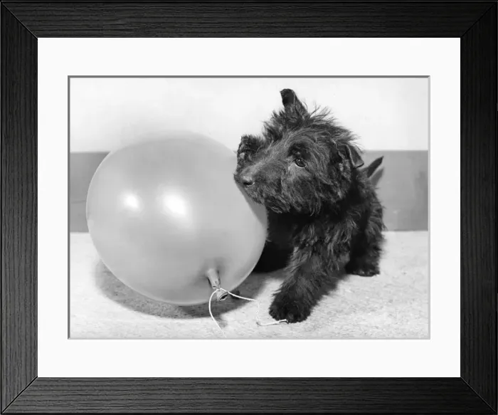 Framed Print : Scots terrier playing with balloon Framed Print : Scots terrier playing with balloon