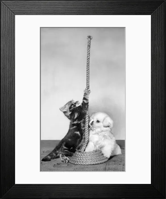 Framed Print : Tabby kitten, small white puppy and coil of rope Framed Print : Tabby kitten, small white puppy and coil of rope