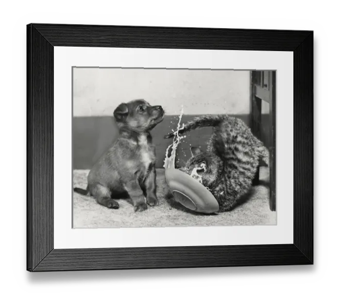 Framed Print : Puppy and kitten with saucer Framed Print : Puppy and kitten with saucer