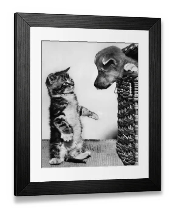 Framed Print : Kitten surprised to see puppy in a basket Framed Print : Kitten surprised to see puppy in a basket