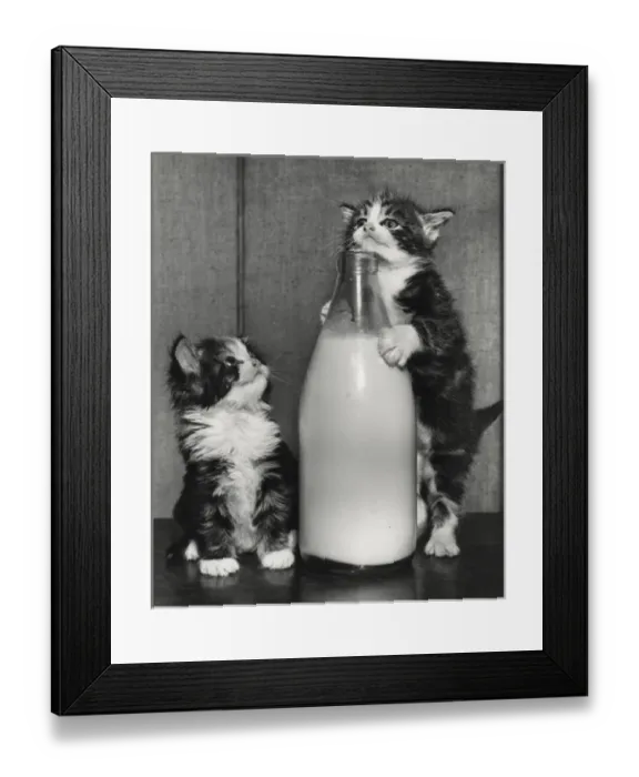Framed Print : Two kittens with a bottle of milk Framed Print : Two kittens with a bottle of milk