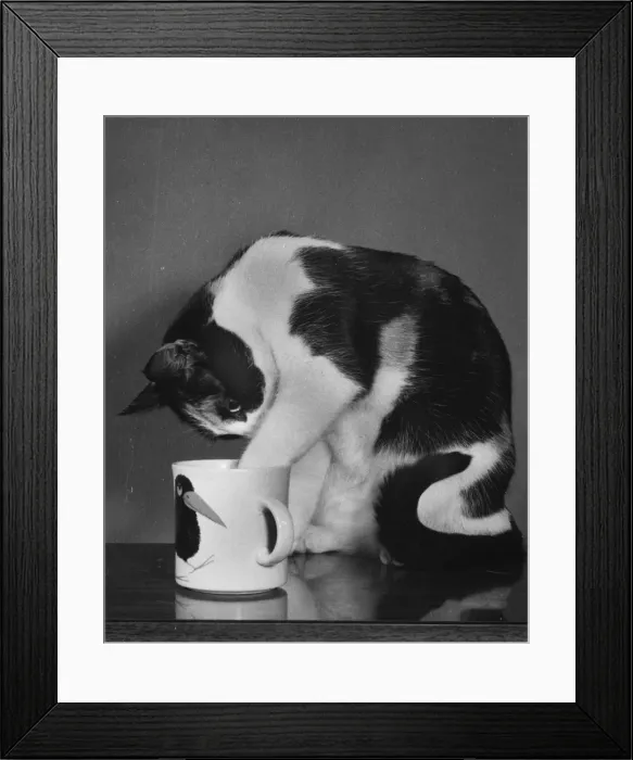 Framed Print : Cat investigates the contents of a mug Framed Print : Cat investigates the contents of a mug