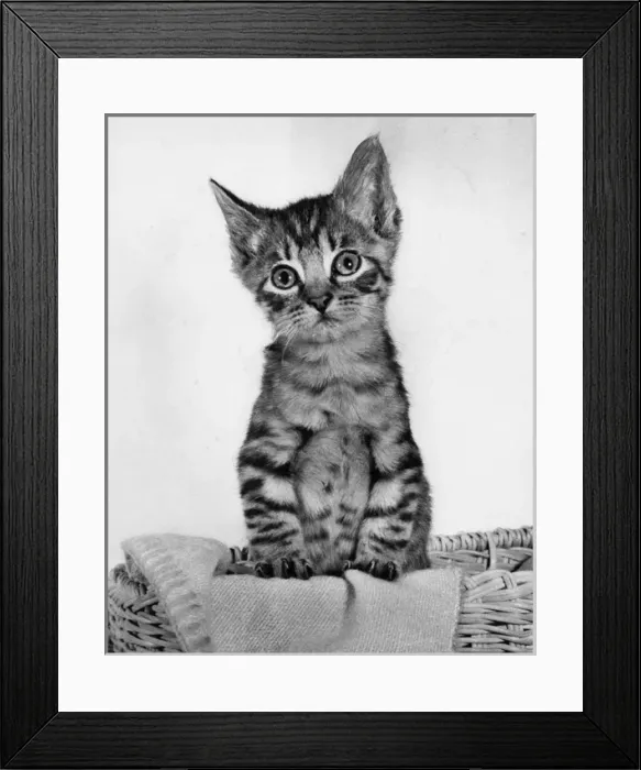 Framed Print : Tabby kitten with blanket and basket Framed Print : Tabby kitten with blanket and basket