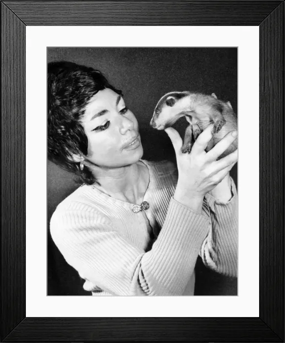 Framed Print : Woman holding baby badger Framed Print : Woman holding baby badger