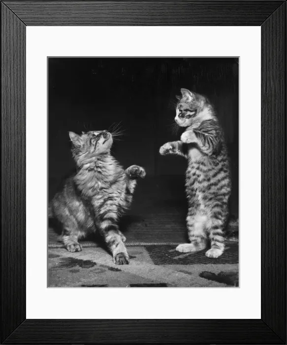 Framed Print : Two tabby kittens playing a game Framed Print : Two tabby kittens playing a game