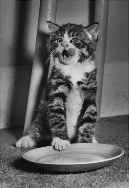 Tabby and white kitten with empty saucer