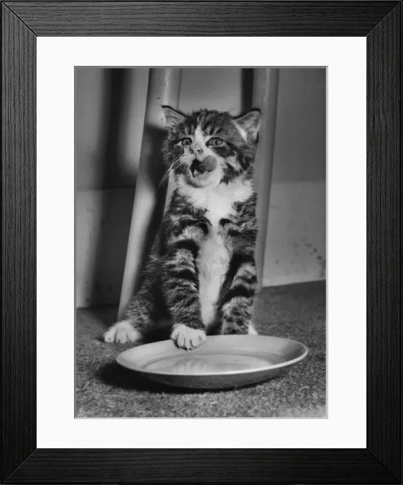 Framed Print : Tabby and white kitten with empty saucer Framed Print : Tabby and white kitten with empty saucer